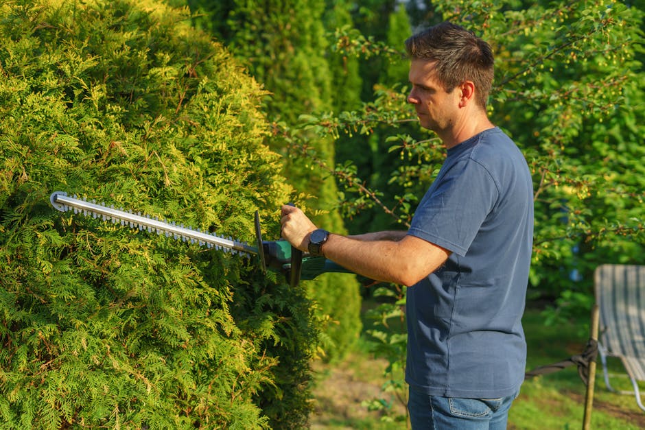 Professional trimming green hedges along a walkway